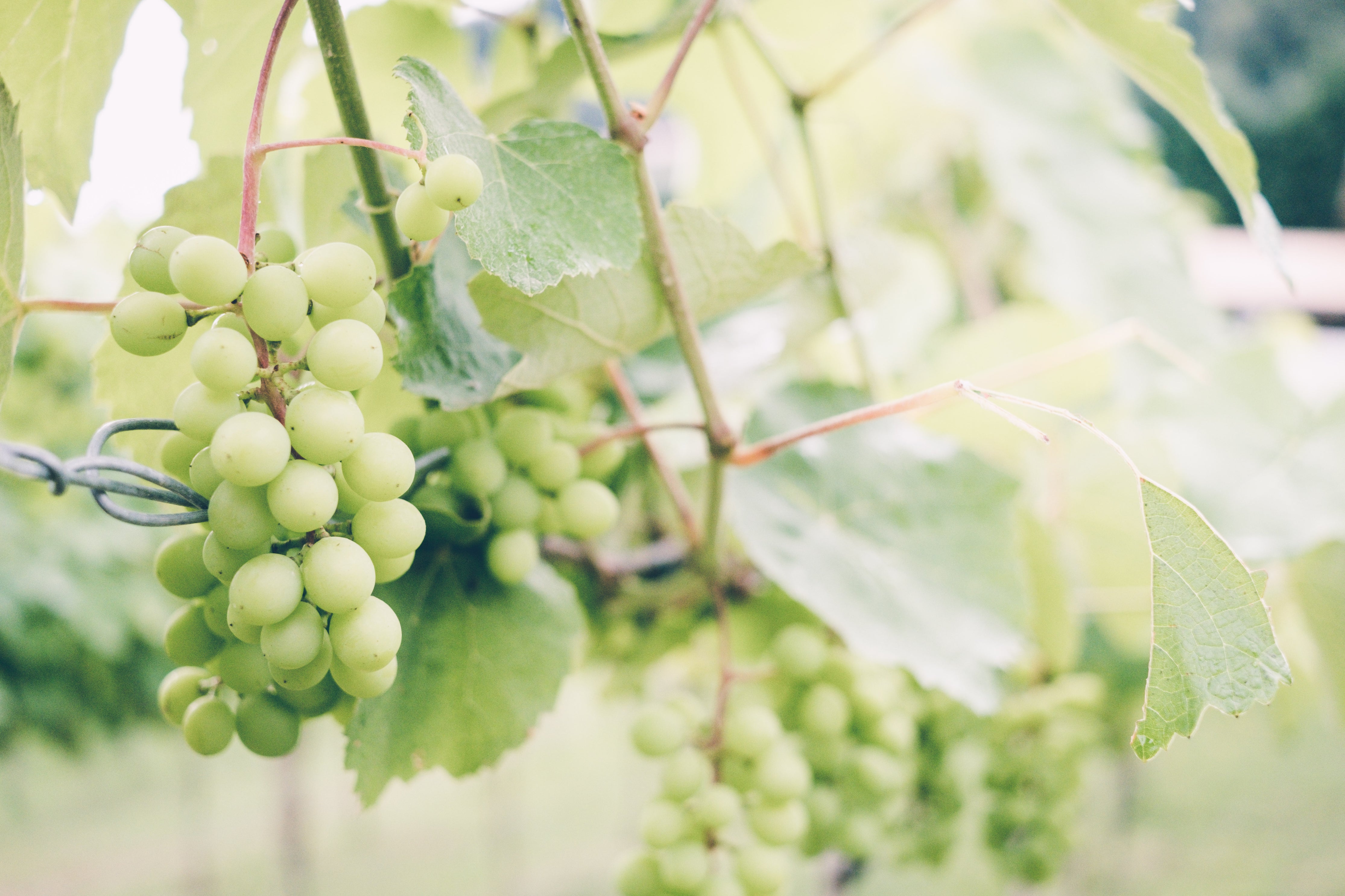 Grape stock photo