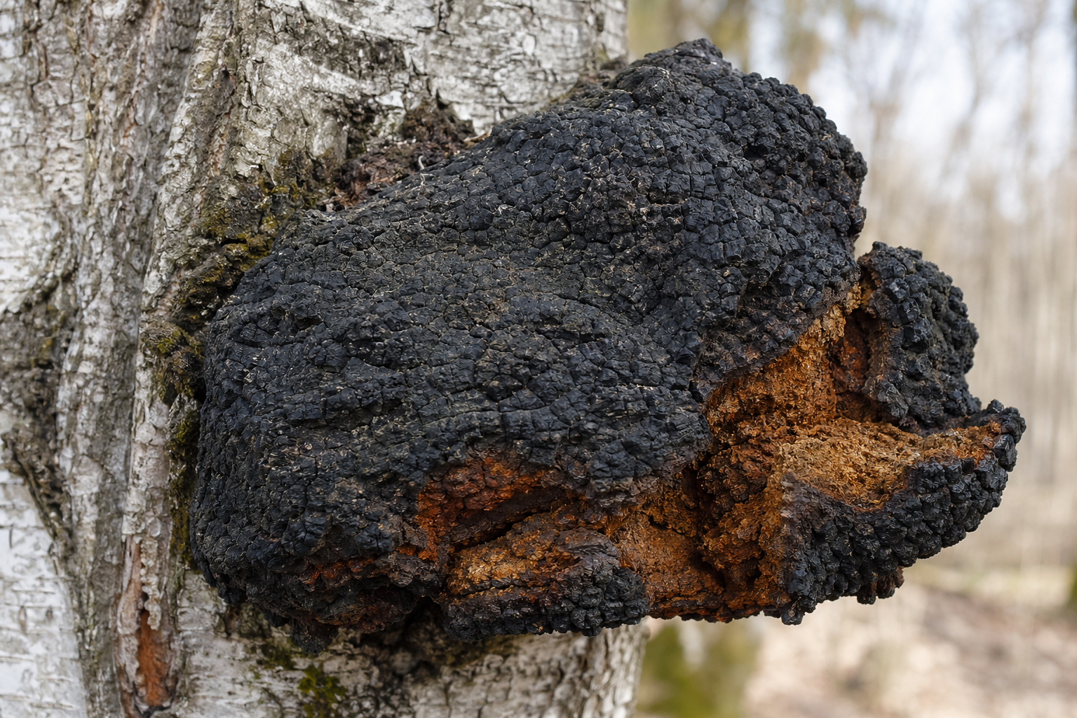 Raw Chaga conk on birch with black cracked crust and rusty orange interior