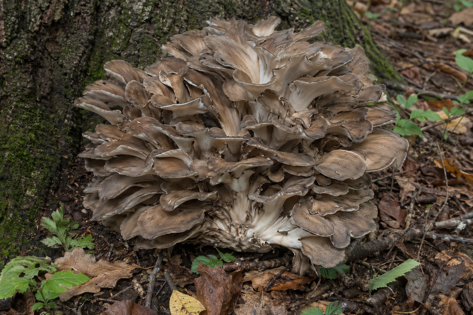 Raw Maitake mushroom rosette with overlapping gray-brown fronds at a tree base