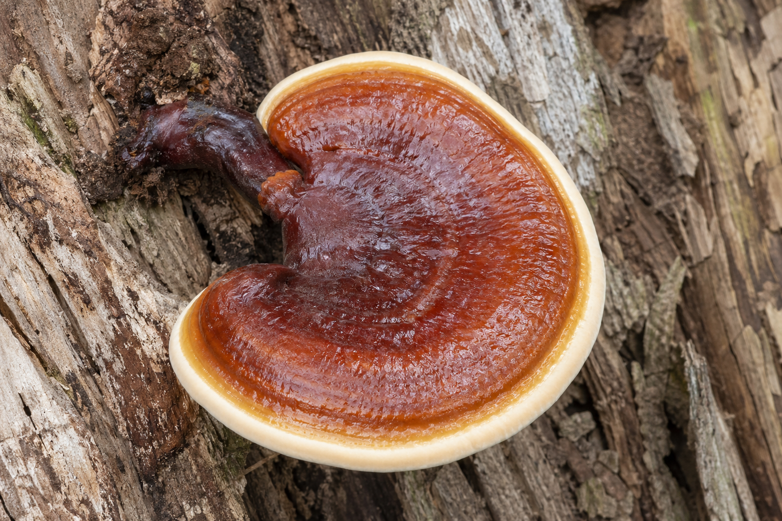 Raw glossy red-brown Reishi bracket mushroom with pale growing margin on wood