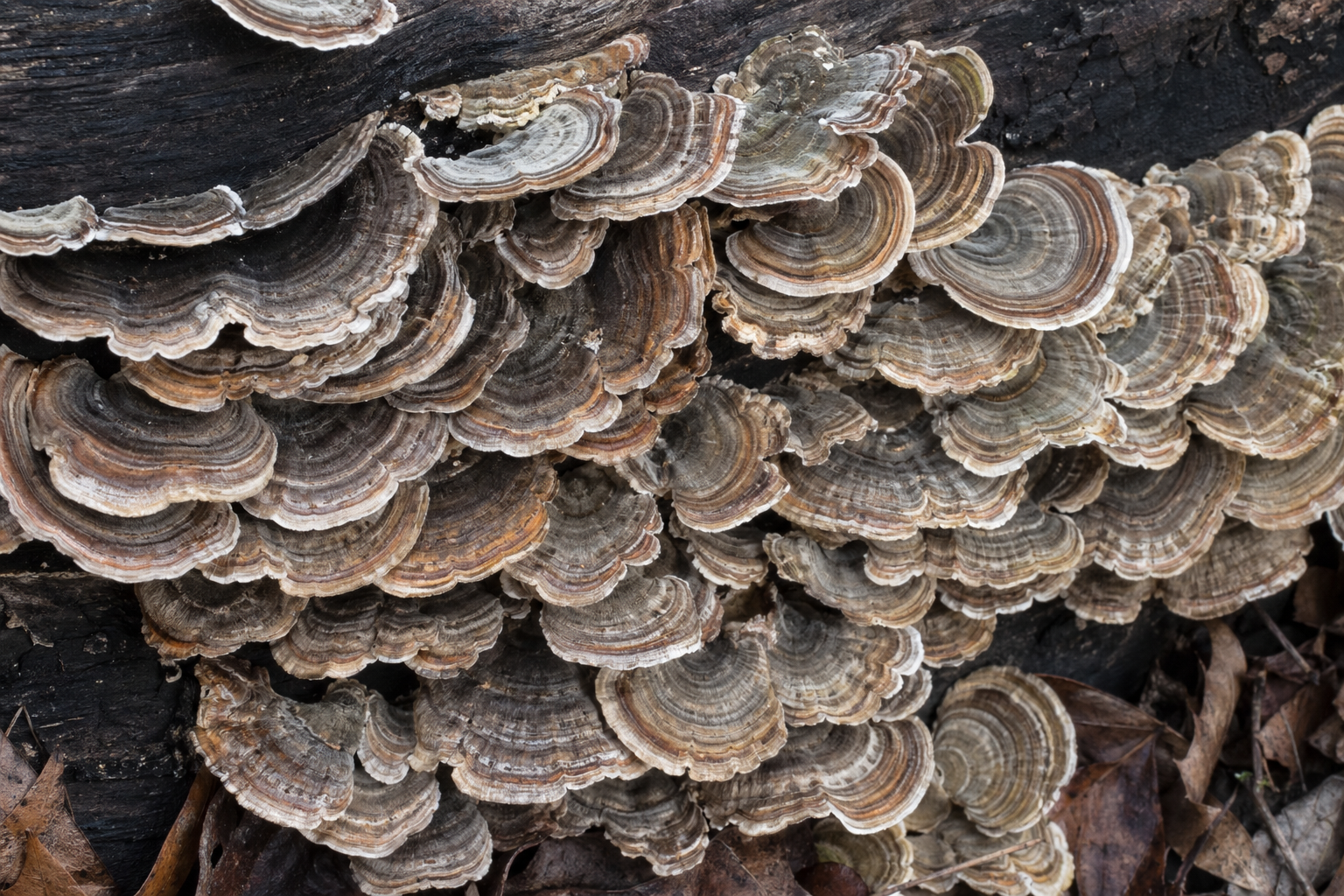 Raw Turkey Tail mushrooms forming thin banded fan brackets on deadwood